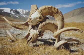 Montana Man Pleads Responsible to Creating Huge Franken-Sheep With Cloned Animal Components